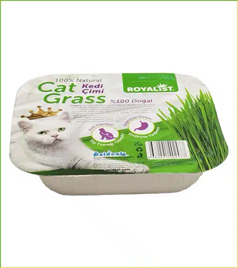 royalist-cat-grass cat-grass