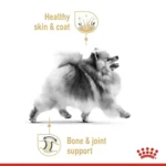 pomeranian-adult