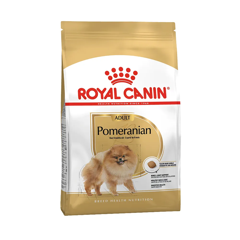 pomeranian-adult